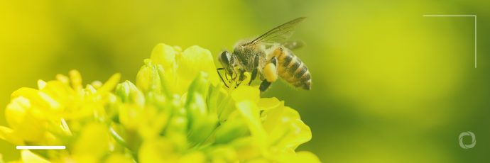 World Bee Day: how to ‘bee eng