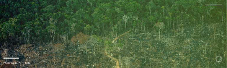Deforestation in the Amazon dr