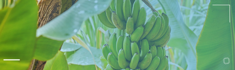 Top 10 biggest banana-producin